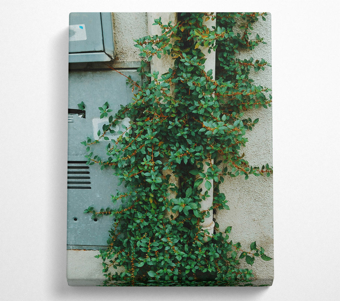  A Canvas Print of Green Vines On White Wall Canvas Print