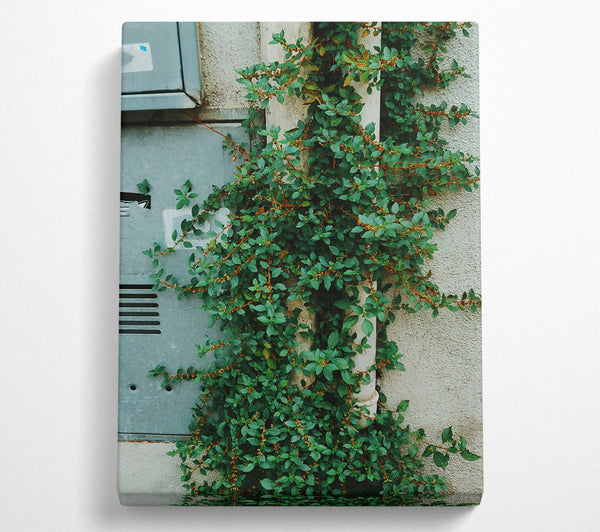  A Canvas Print of Green Vines On White Wall Canvas Print