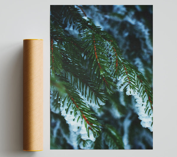 Emerald Frost Sprigs Giclee Print