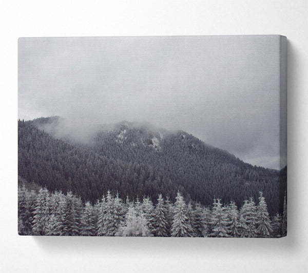  A Canvas Print of White Foggy Pines Canvas Print