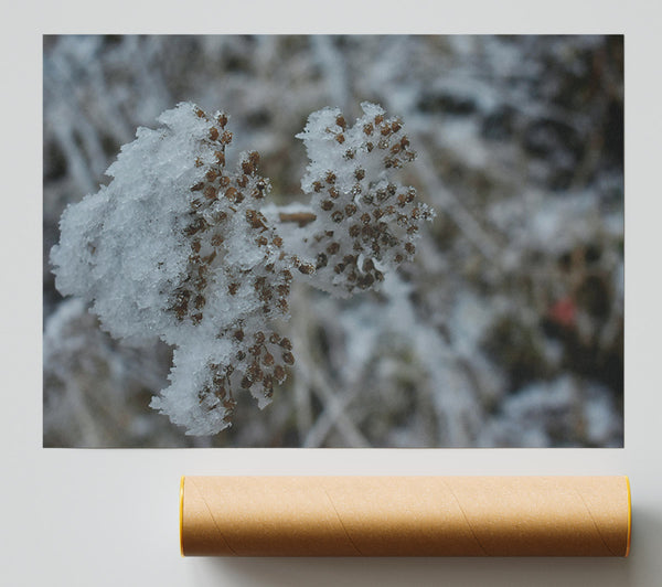 White Frost On Brown Sprigs. Poster