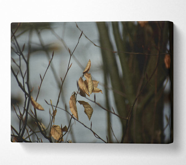  A Canvas Print of Golden Branch Remnants Canvas Print