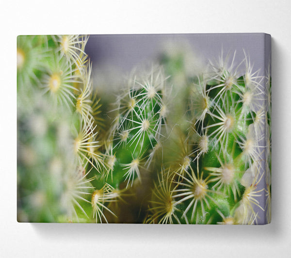  A Canvas Print of Green Cactus Spines Canvas Print