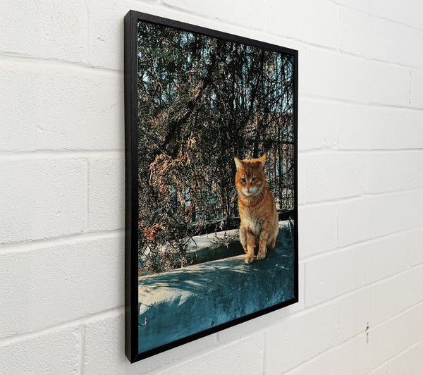 Orange Cat In Shadows