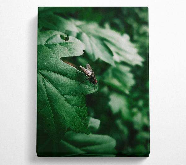  A Canvas Print of Emerald Fly Resting Canvas Art