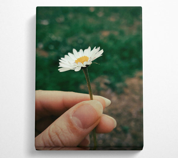  A Canvas Print of White Daisy In Green Canvas Art
