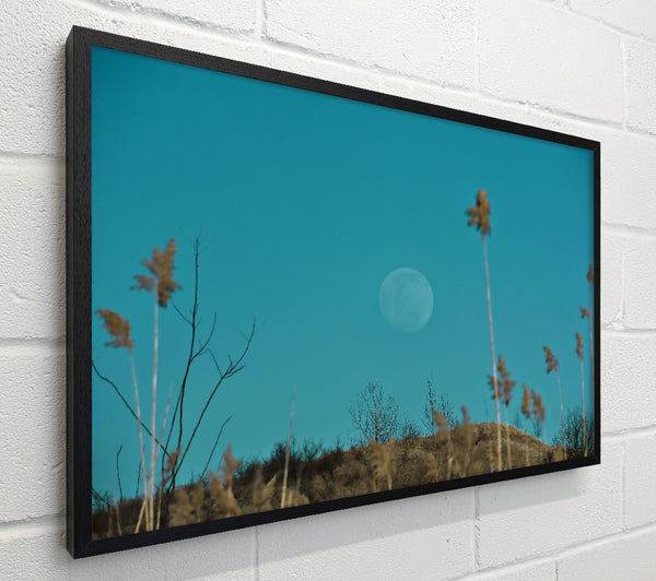 Blue Moon And Reeds