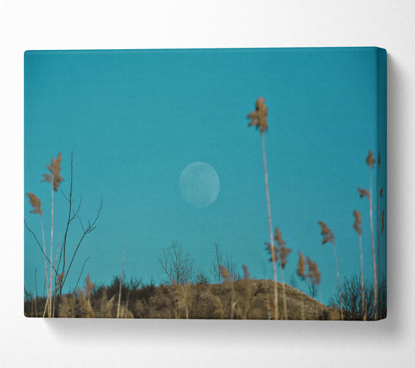  A Canvas Print of Blue Moon And Reeds Canvas Print