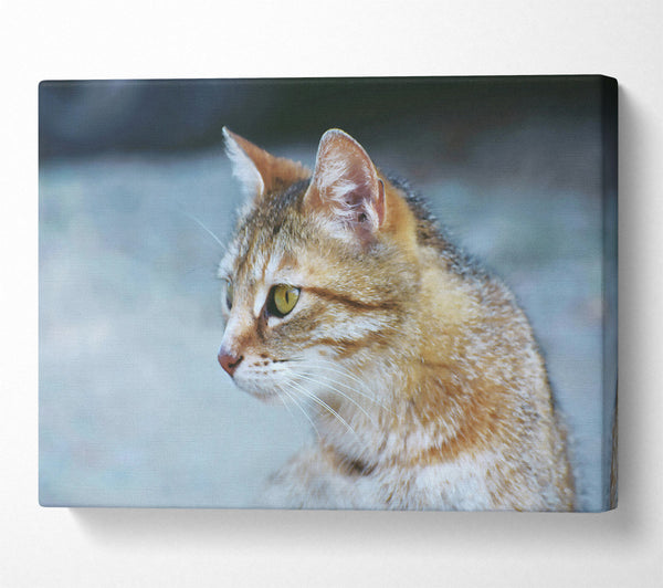  A Canvas Print of Golden Tabby Gaze Canvas Wall Art