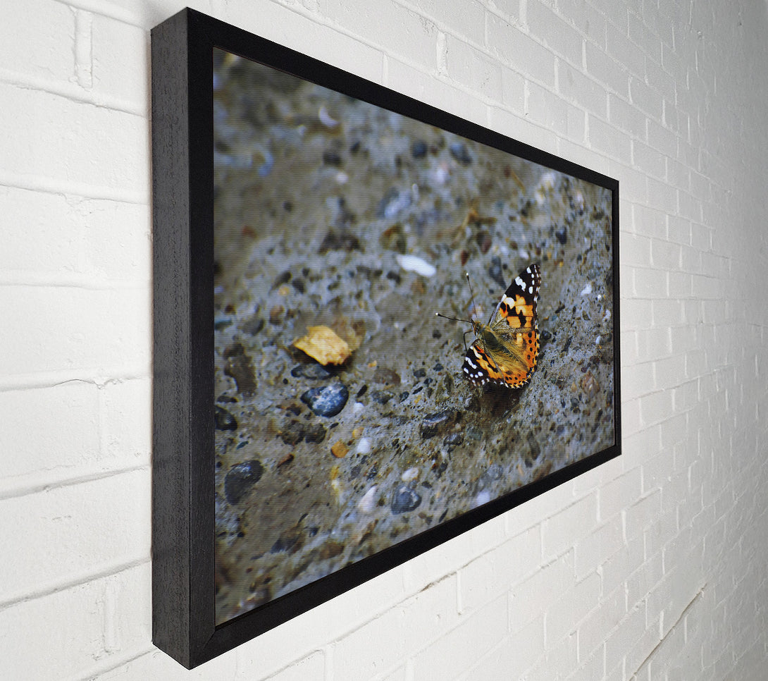  A Canvas Print of Orange Butterfly On Stone Canvas Art