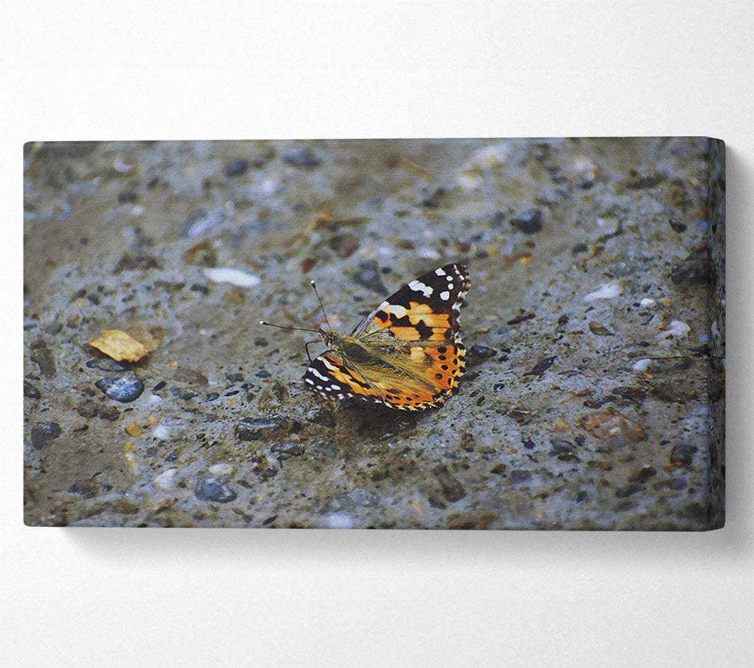  A Canvas Print of Orange Butterfly On Stone Canvas Art
