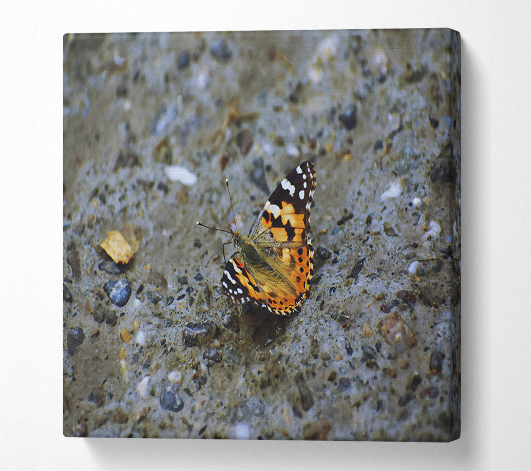  A Canvas Print of Orange Butterfly On Stone Canvas Art