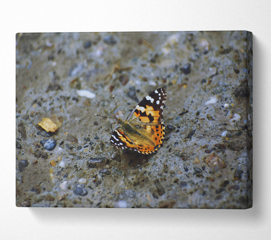  A Canvas Print of Orange Butterfly On Stone Canvas Art