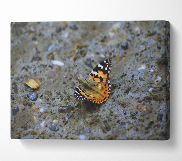  A Canvas Print of Orange Butterfly On Stone Canvas Art