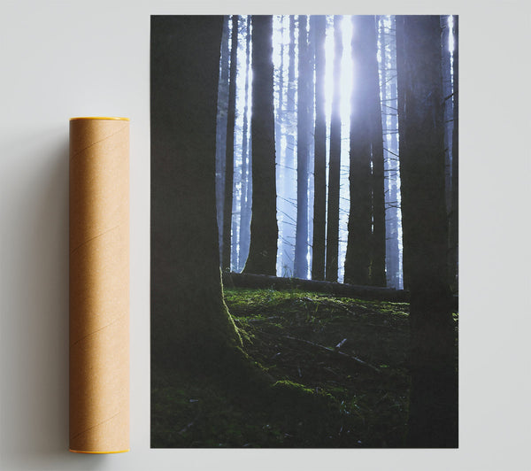 Blue Light Through Trees. Giclee Print