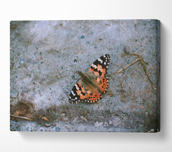  A Canvas Print of Orange Winged Solace Canvas Print