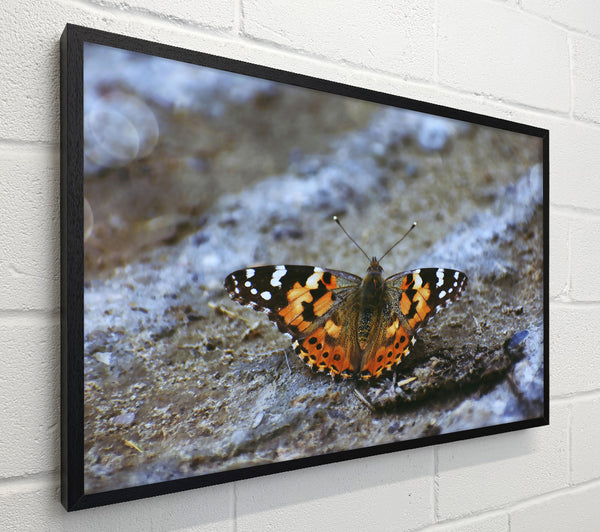 Orange Butterfly On Grey Stone