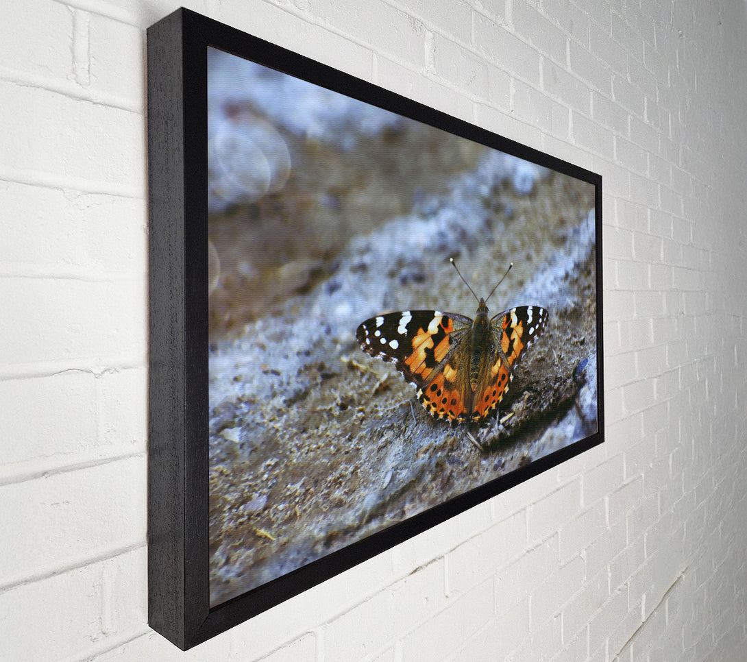  A Canvas Print of Orange Butterfly On Grey Stone Canvas Art