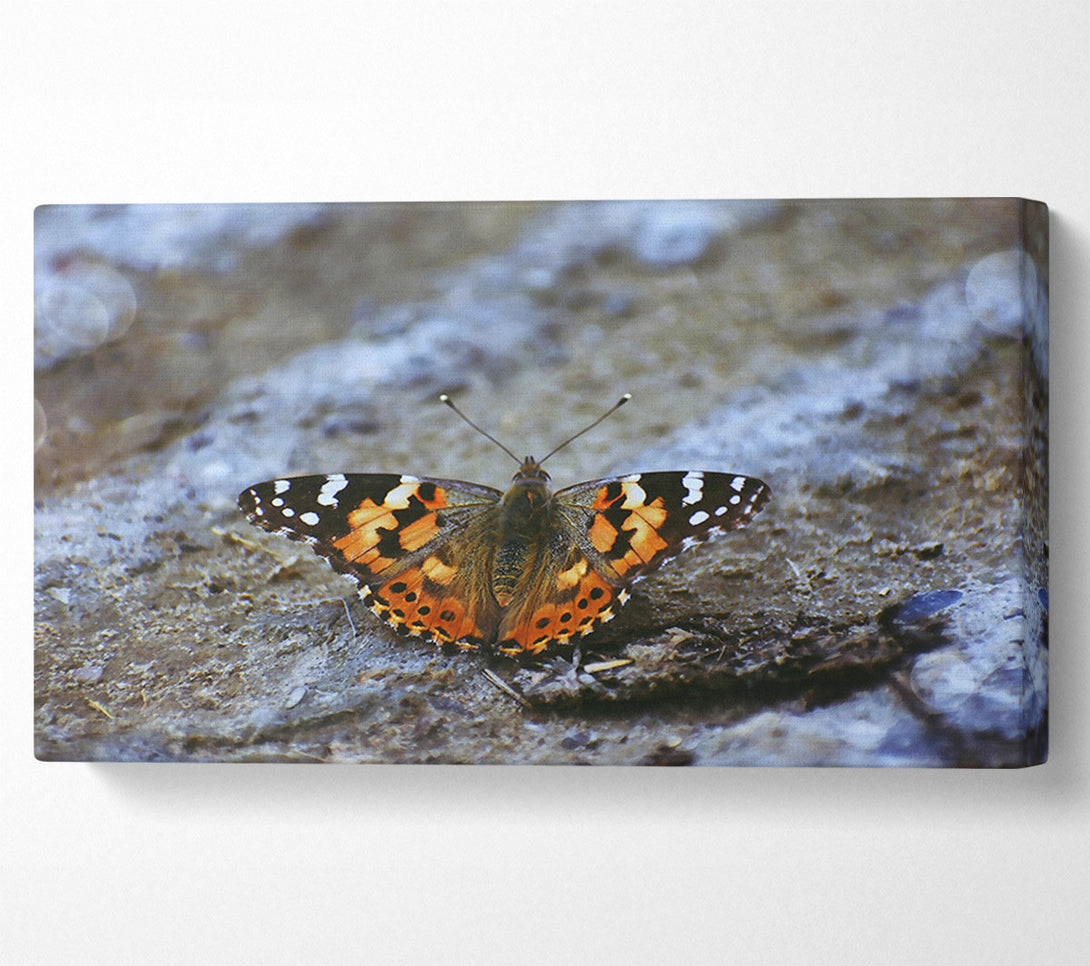  A Canvas Print of Orange Butterfly On Grey Stone Canvas Art