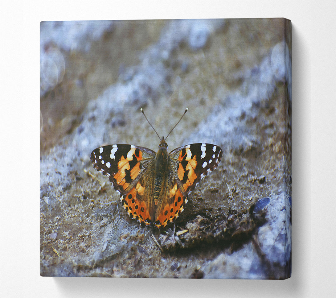  A Canvas Print of Orange Butterfly On Grey Stone Canvas Art