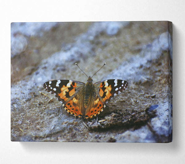  A Canvas Print of Orange Butterfly On Grey Stone Canvas Art