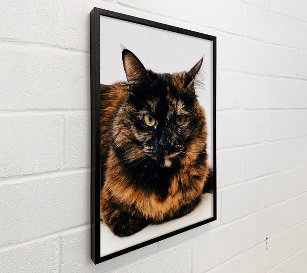Black And Orange Stare