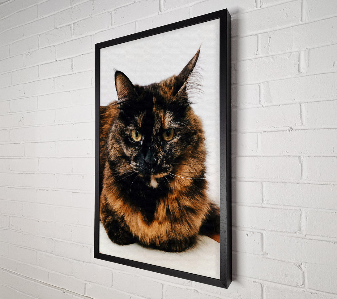  A Canvas Print of Black And Orange Stare Canvas Wall Art