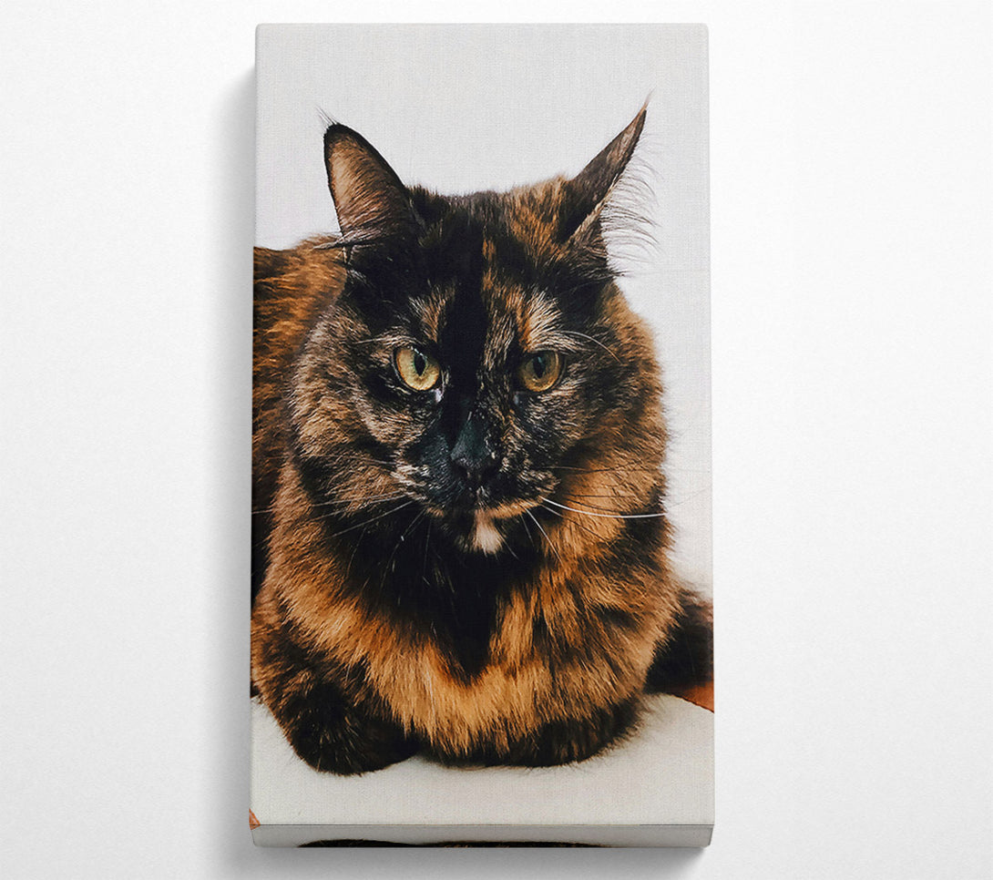  A Canvas Print of Black And Orange Stare Canvas Wall Art