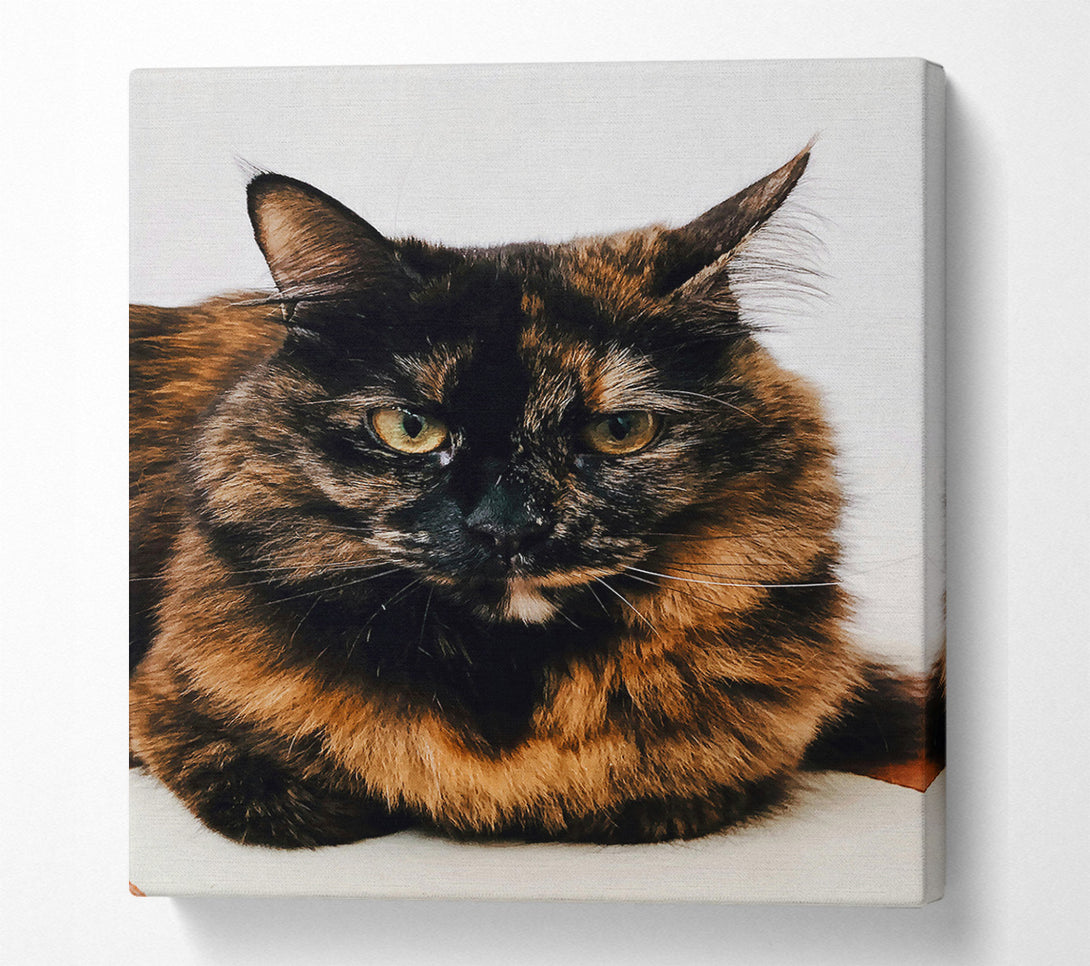  A Canvas Print of Black And Orange Stare Canvas Wall Art