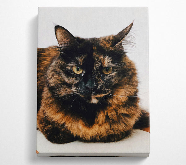  A Canvas Print of Black And Orange Stare Canvas Wall Art