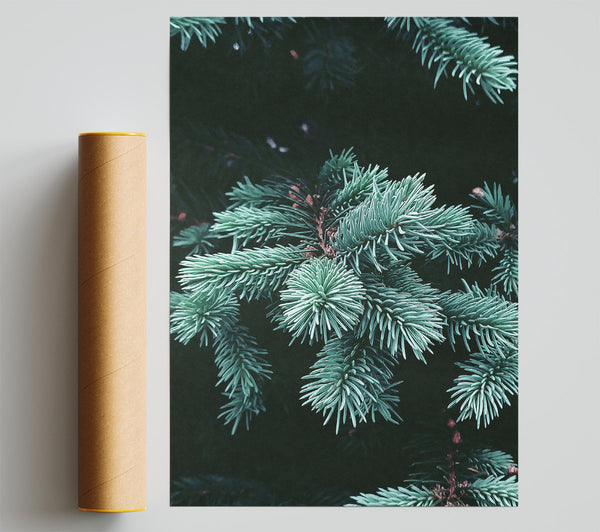 Teal Pine Sprigs Poster