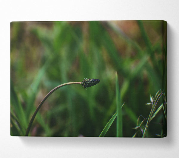 A Canvas Print of The Green Bloom Canvas Art