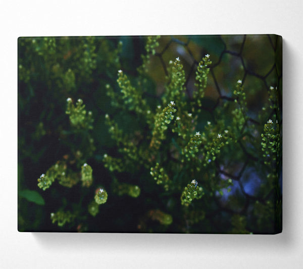  A Canvas Print of Emerald Green Blossoms Canvas Print