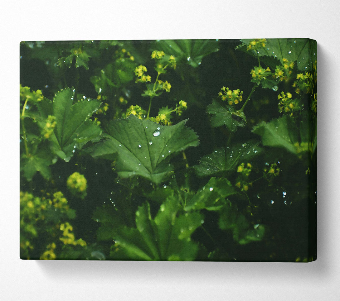  A Canvas Print of Emerald Dew Drops Canvas Wall Art