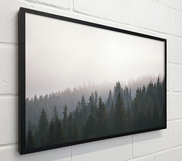 White Foggy Forest