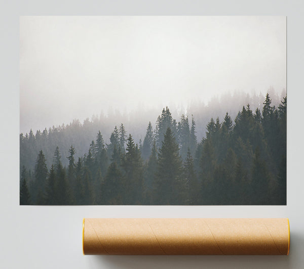 White Foggy Forest Print