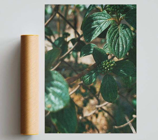 Emerald Green Boughs Giclee Print