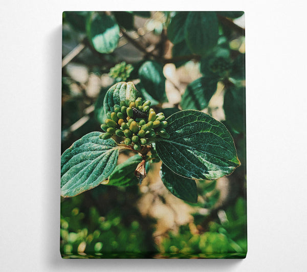  A Canvas Print of Emerald Green Buds Canvas Art