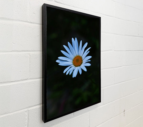 Blue Daisy Bloom