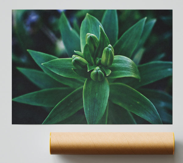 Emerald Green Buds Giclee Print