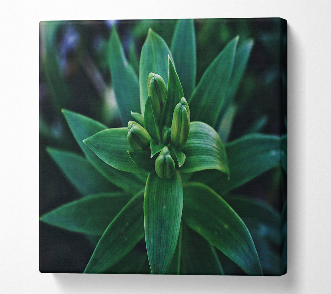  A Canvas Print of Emerald Green Buds Canvas Art