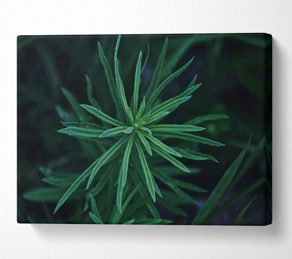  A Canvas Print of Emerald Green Sprout Canvas Print