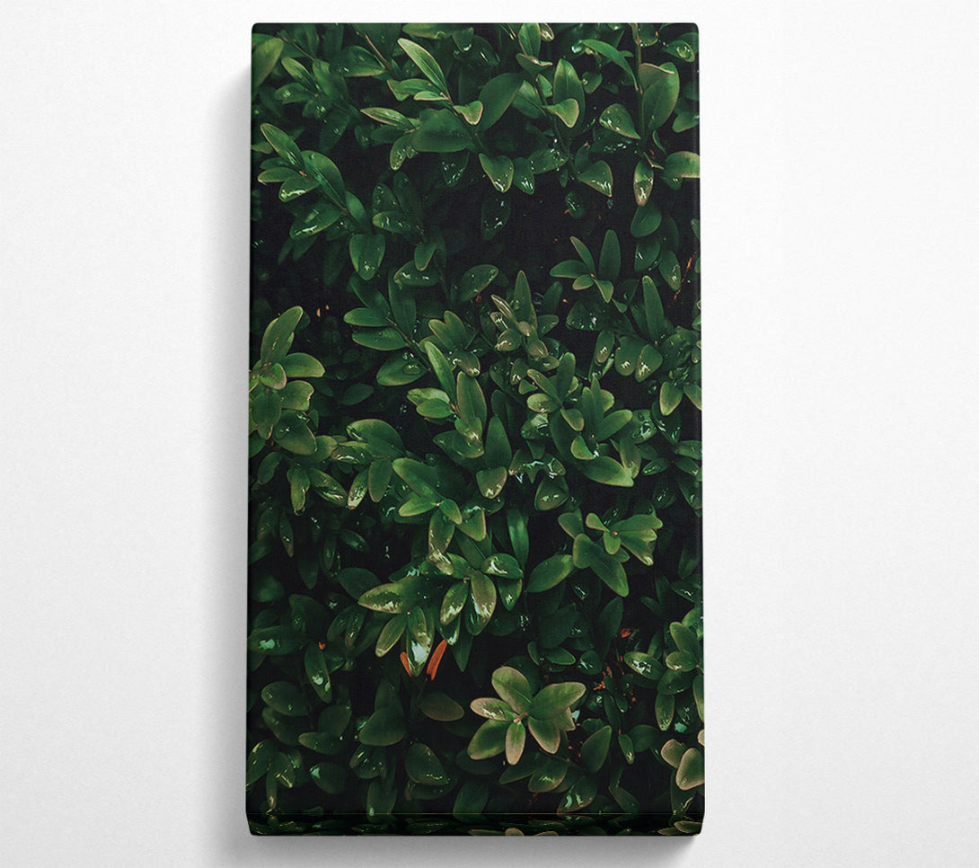  A Canvas Print of Emerald Green Lushness Canvas Art