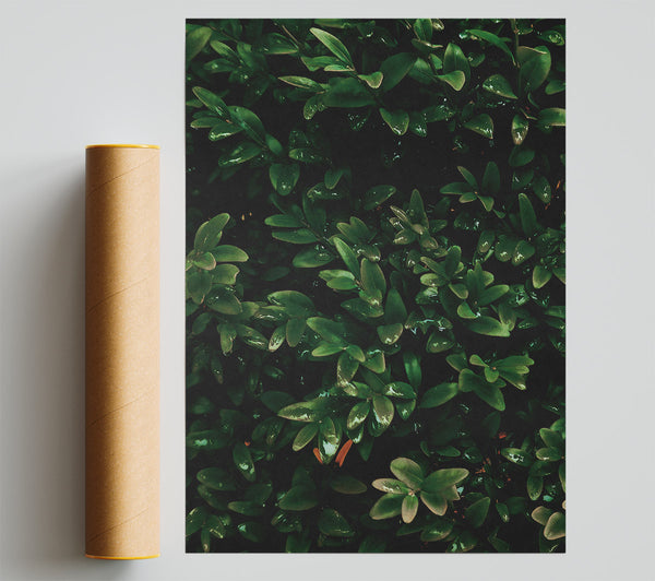 Emerald Green Lushness Poster