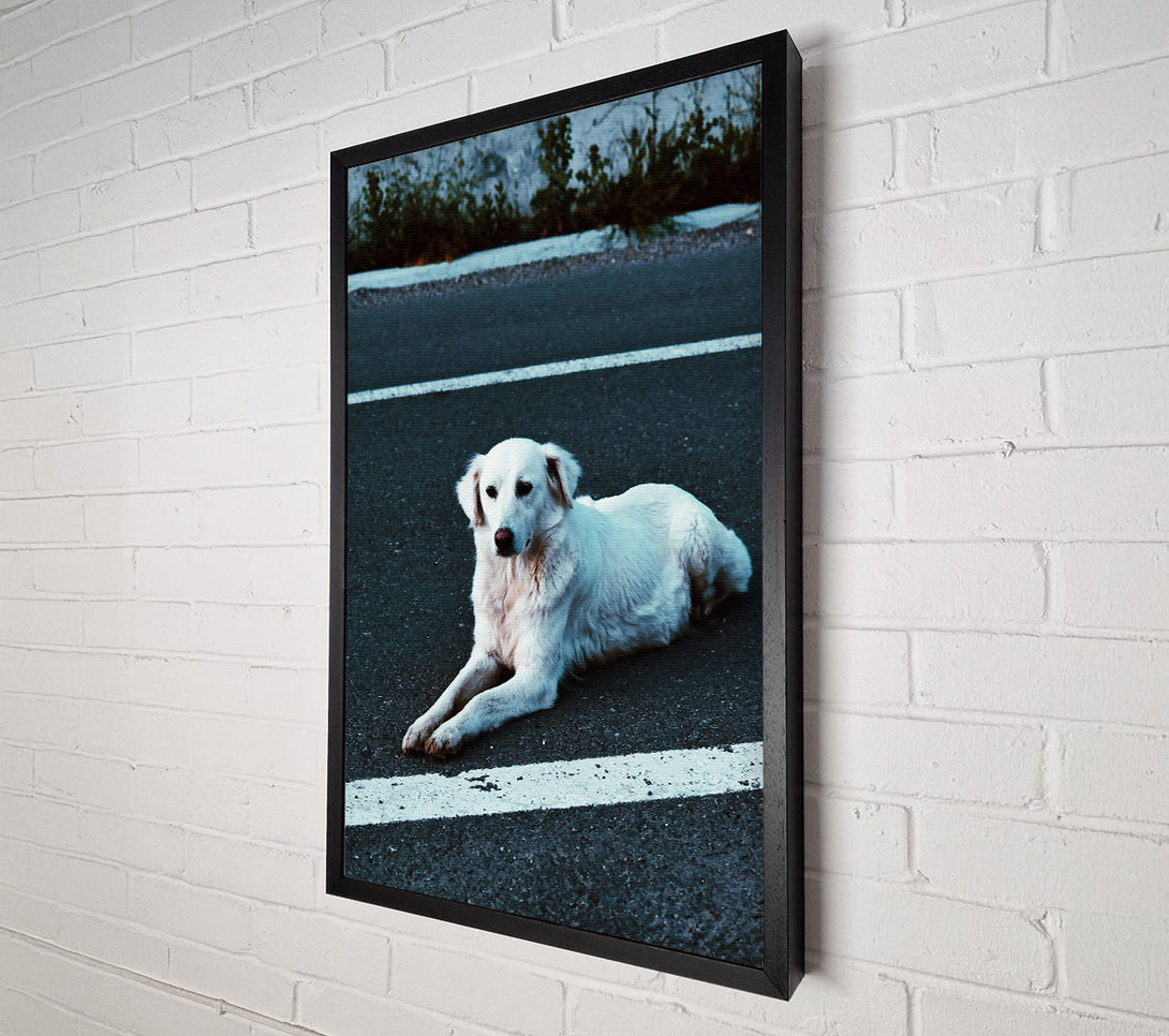  A Canvas Print of White Dog On Black Asphalt Canvas Print