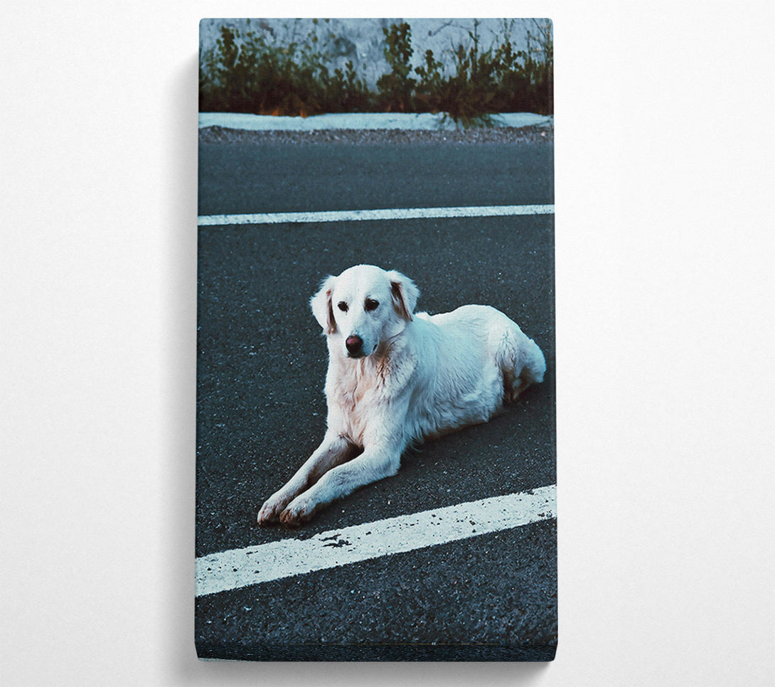  A Canvas Print of White Dog On Black Asphalt Canvas Print