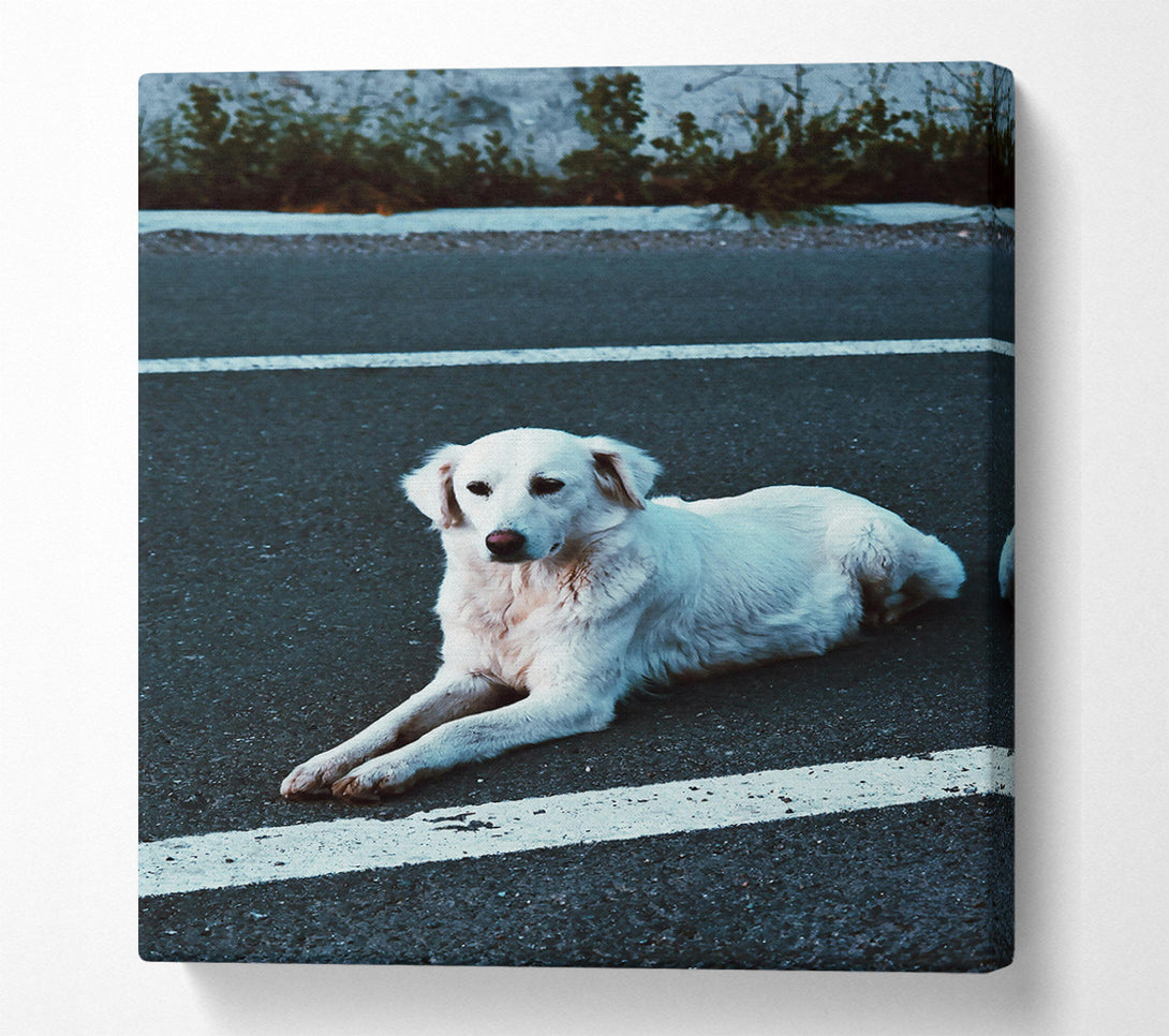  A Canvas Print of White Dog On Black Asphalt Canvas Print