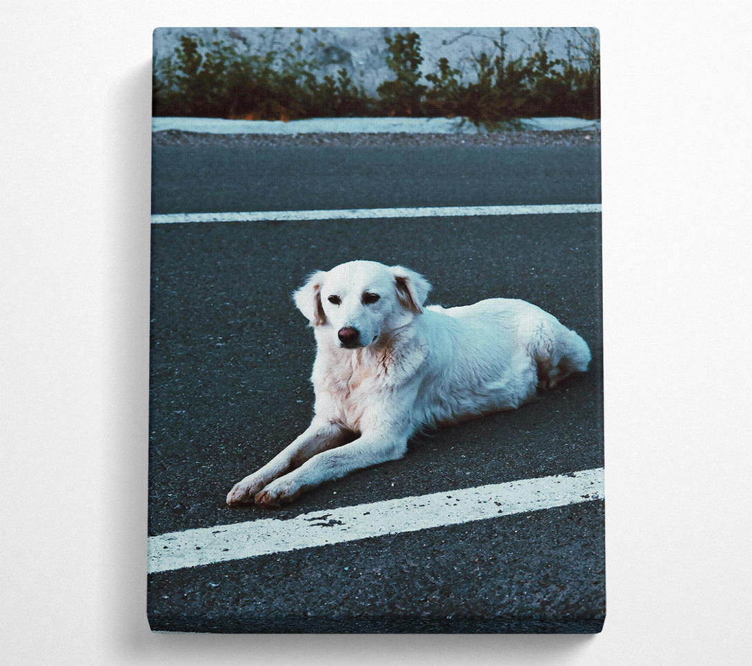  A Canvas Print of White Dog On Black Asphalt Canvas Print