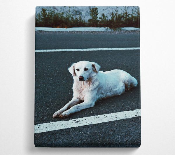  A Canvas Print of White Dog On Black Asphalt Canvas Print