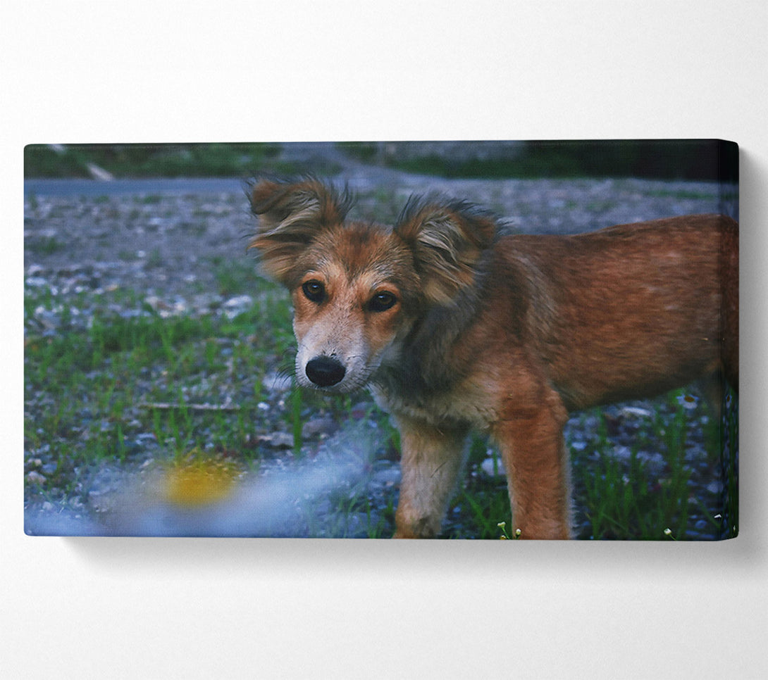  A Canvas Print of Golden Furred Wanderer Canvas Art